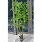 cây nam thiên trúc giả KT 150cm thân gỗ